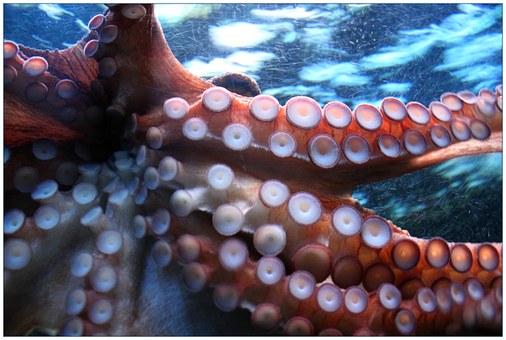 Octopus-inspired underwater adhesives...